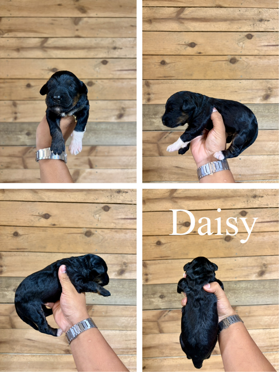 Daisy  1